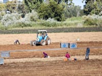 קטיף שדות חקלאיים / צילום: שלומי יוסף