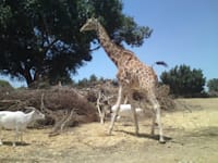 ספארי,רמת גן / צילום: אבי שאולי