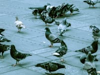 הרווארד בגלובס. כך תפתרו את תחושת הבדידות בעבודה מרחוק / צילום: Unsplash, Madison Oren