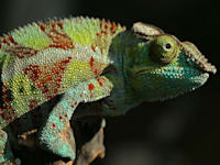 הרווארד בגלובס. השאלות שאתם צריכים לשאול את עצמכם אם תשקלו לשנות קריירה / צילום: Unsplash, Pierre Bamin