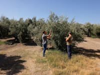 עצי זית בספרד, החודש / צילום: Reuters, Jon Nazca
