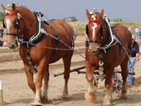 סוס מסוג Suffolk עליו רכב ג'ורג' תומפסון / צילום: ויקיפדיה