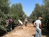 מסיק הזיתים בימים אלה / צילום: באדיבות ענף הזית במועצת הצמחים
