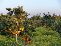 פרדס בעוטף. חשש לפגיעה מהותית בתחום / צילום: Shutterstock