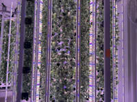 מפעל ייצור הקנאביס של מדיקן איקס / צילום: מדיקן איקס