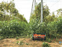 עגבניות / צילום: Shutterstock