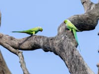 דררות. הגיעו לישראל כציפורי נוי / צילום: Shutterstock