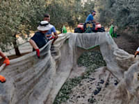 מסיק זיתים במשק אשר, מושב מגשימים / צילום: תמונה פרטית