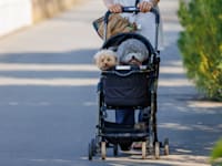 עגלת כלבים בפארק בסיאול / צילום: Shutterstock
