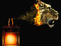 אילוסטרציה: טלי בוגדנובסקי, צילומים: Shutterstock