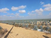 שדות אגבה כחולה בנגב / צילום: אלון פרל