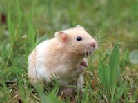 אוגר / צילום: Shutterstock