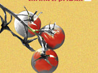 עגבניות שרי / צילום: Shutterstock