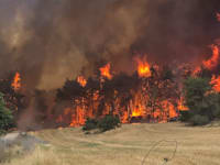 השריפות בהרי ירושלים / צילום: עובדי ויערני קק״ל