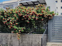 הקוטג' בשכונת יובלים א' / צילום: עינת ורדי