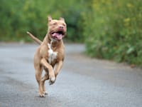 פיטבול / צילום: Shutterstock