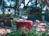 עגלתא / צילום: אמיר ליפשיץ