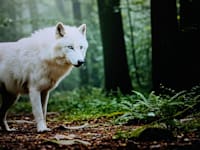 זאב הבלהות / צילום: Shutterstock