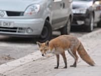 שועל אדום בעיר / צילום: Shutterstock