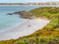 איי פוקלנד / צילום: Shutterstock