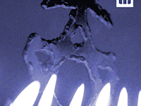 בודקים את המיתוס. על היוונים וחנוכה / צילום: אייל פישר