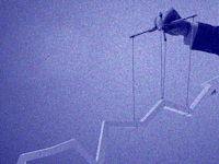 המשרוקית מסבירה. דירוג האקונומיסט / צילום: Shutterstock