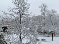 שלג בברלין, השבוע / צילום: אסף אוני