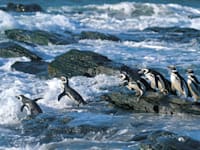 פינגוויני מגלן / צילום: Shutterstock