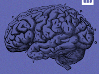 בודקים את המיתוס. ניצול המוח / איור: הנרי צ'רלטון בסטיאן, ויקיפדיה