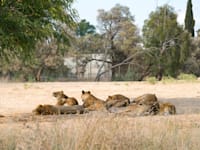 הספארי ברמת גן / צילום: Shutterstock