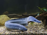 דג הריאה / צילום: Shutterstock