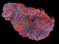 צילום: באדיבות בטאלין