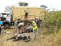 מבצע ההעברה. 263 פילים הוסעו במשאיות כ–400 ק''מ / צילום: ap, Thoko Chikondi