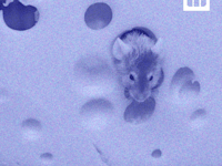 בודקים את המיתוס. עכבר וגבינה / צילום: Shutterstock