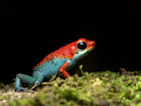 צפרדע חץ / צילום: Shutterstock