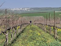 הגפנים. המשפחה היא הציר של הסיפור / צילום: ענת אגמון