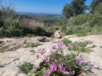 הר תנופה. יש גם סחלבים / צילום: יובל אינהורן