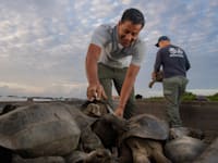 השבת הצבים בשבוע שעבר לפלוריאנה. עדות לכוחו של המדע המודרני / צילום: Reuters, Latin America News Agency