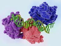 החלק המרכזי של חלבון מדכא הגידולים p53 כשהוא נקשר לסליל כפול של DNA. / צילום: Shutterstock, Bacsica