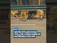 שבעת המופלאים מתוך הסרטון שהפך ויראלי. מצפן הביתה / צילום: צילום מסך