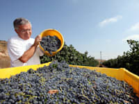 איציק כהן / צילום: נטלי שור