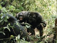 שימפנזים בשמורת קיבלה שבאוגנדה. הקבוצה הגדולה ביותר המוכרת למדע / צילום: Reuters, Aaron Sandel