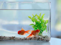 אילוסטרציה: Shutterstock / אילוסטרציה: Shutterstock