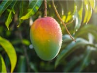 עץ מנגו / צילום: Shutterstock