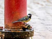 הירגזי. שינוי גנטי מובהק / צילום: Shutterstock