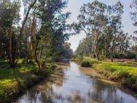 עצי אקליפטוס / צילום: Shutterstock