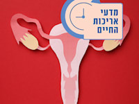 שחלות / איור: Shutterstock
