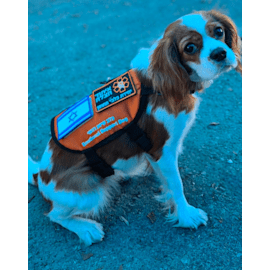 צילום: איחוד הצלה