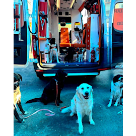 צילום: איחוד הצלה