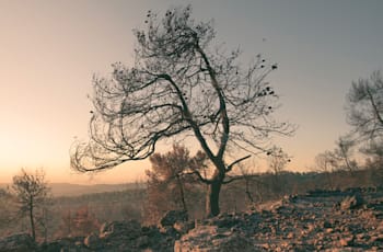 צילום: עבודת צילום של אלה קז'יאנה